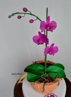 /album/narodeninove/orchidea-v-kvetinaci-fialova-2-jpg/